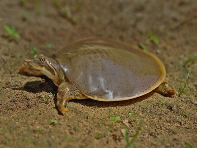 Smooth Softshell Turtle