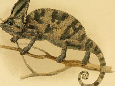 Socotra Chameleon