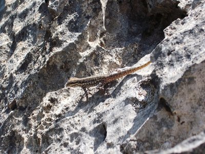Socotra Gecko