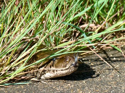 South African Python