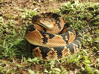 South American Bushmaster