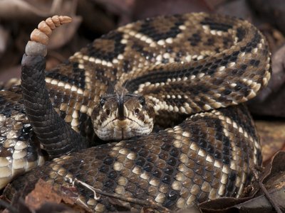 South American Rattlesnake