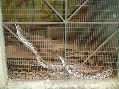 Southern Burmese Python
