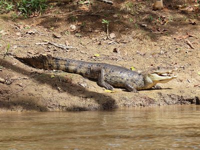 Spectacled Caiman