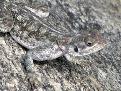 Spiny Agama