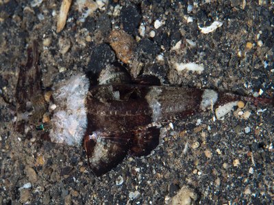 Spiny Flathead