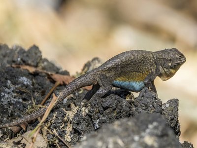 Spiny Lizard