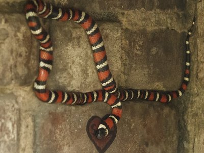 Spotted Coral Snake