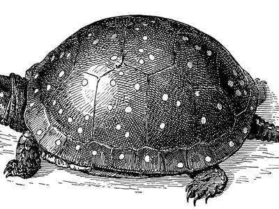 Spotted Turtle