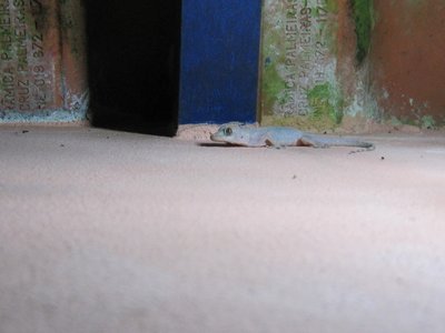 Spotted Wall Gecko