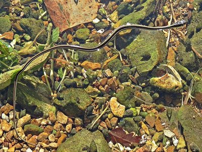 Spotted Worm Snake