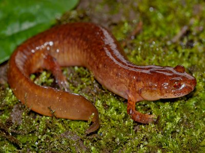 Spring Salamander