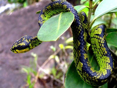 Sri Lankan Green Pit Viper