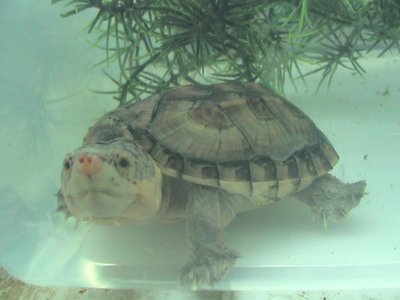 Staurotypus salvinii