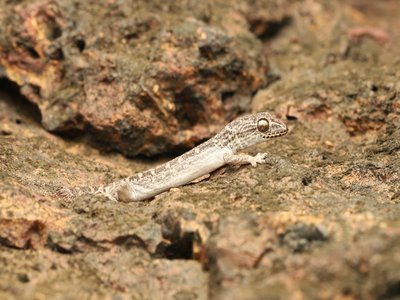 Striped House Gecko