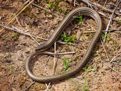 Striped Legless Lizard