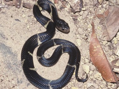 Sumatran Cobra