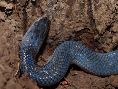 Sunbeam Snake