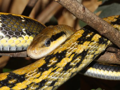 Taiwanese beauty snake