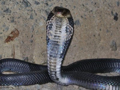 Taiwanese cobra