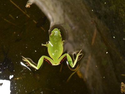 Taiwanese green tree frog