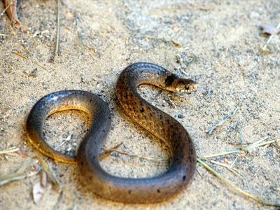 Taiwanese mountain snake