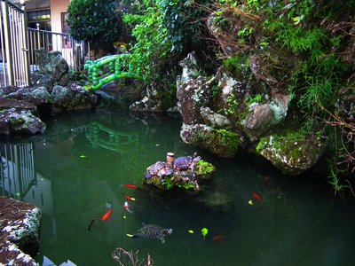 Taiwanese pond turtle