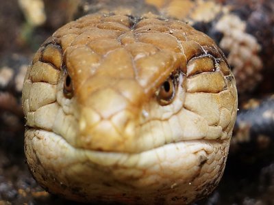 Taiwanese skink