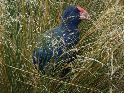Takahe