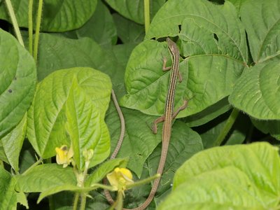 Takydromus sexlineatus