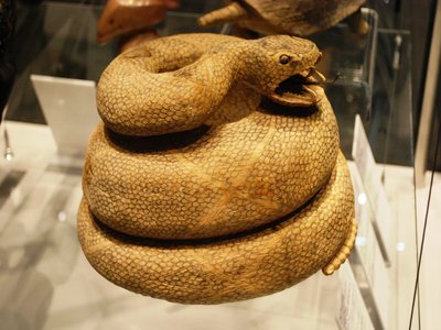 Tarahumara rattlesnake