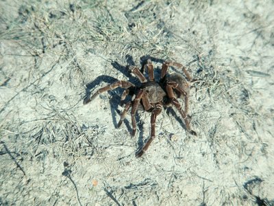 Tarantula lizard
