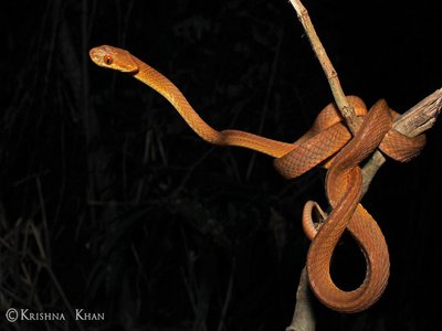 Tawny snake