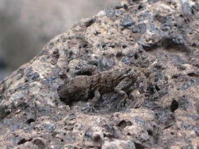 Tenerife gecko