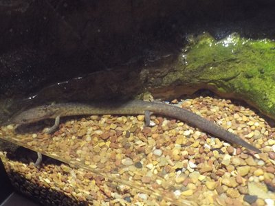 Tennessee cave salamander