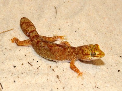 Tessellated gecko