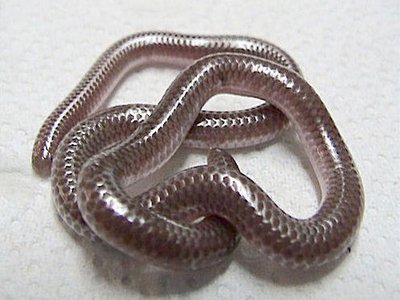 Texas blind snake