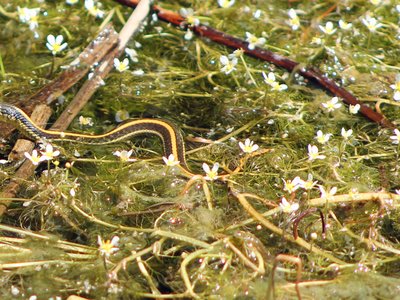 Thamnophis atratus