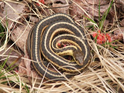 Thamnophis butleri