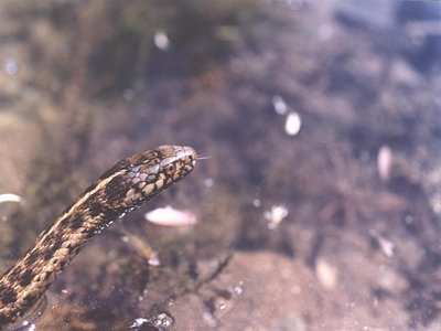 Thamnophis couchii
