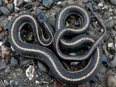 Thamnophis gigas