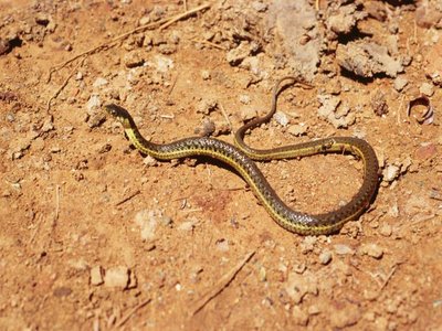 Thamnophis hammondii
