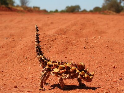 Thorny devil