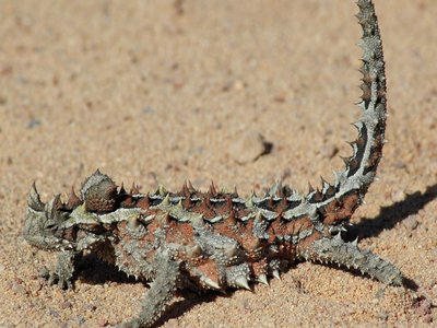 Thorny mountain dragon