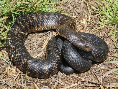 Tiger snake