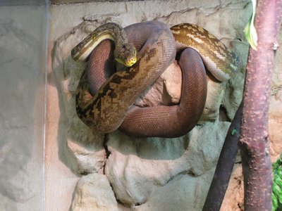 Timor python