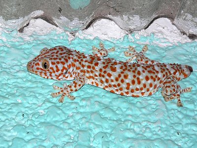 Tokay gecko