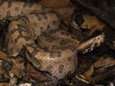 Tonkin snake