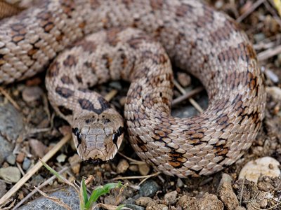 Transcaucasian ratsnake