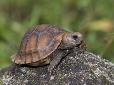 Travancore tortoise